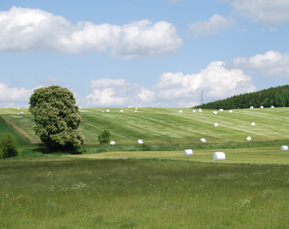 Sonnenblumen