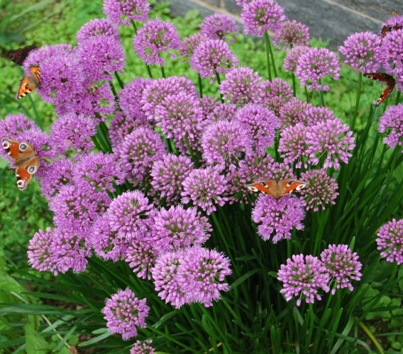 Sonnenblumen